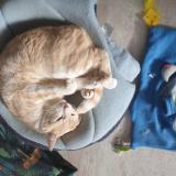 Picture of cat lost at Roeschwoog