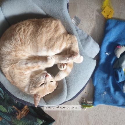 Photo 1/1 Felix Chat lost in Roeschwoog