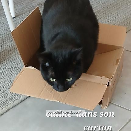 Photo 1/1 Caline Chat lost in Fismes