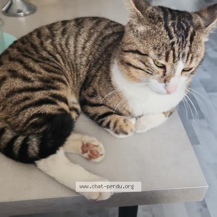 Photo 1/1 Bunjouk Chat lost in Biesheim