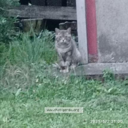 Photo 1/1 Found cat Found in Riom