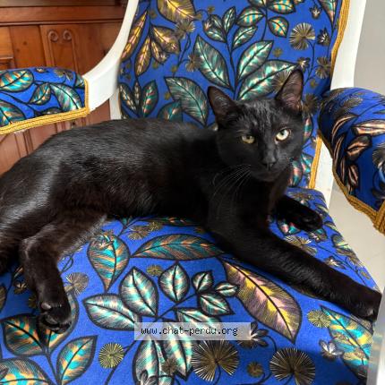 Photo 1/1 Simba Chat lost in Cholet