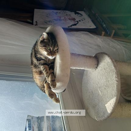 Photo 1/1 Pipas Chat lost in Dijon