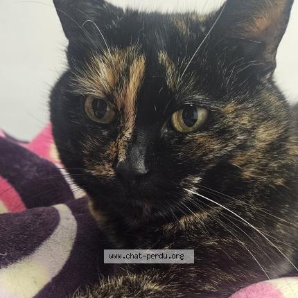 Foto van vermiste kat in Brussels