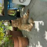 Picture of cat lost at Ambares Et Lagrave