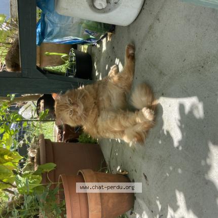 Photo 1/1 Simba Chat lost in Ambares et lagrave