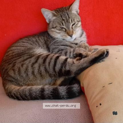 Photo 1/1 Vctor Chat lost in Soullans