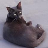 Picture of cat lost at L Union