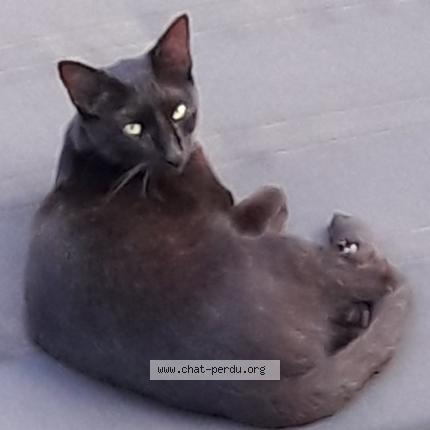 Photo 1/1 Guizmo Chat lost in L union