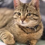 Picture of cat lost at Chelles