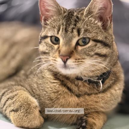 Photo 1/1 mursik Chat lost in Chelles