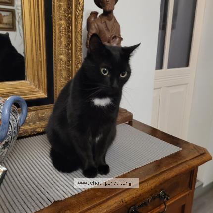 Photo 1/1 Belle Chat lost in Premilhat