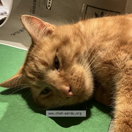 Photo 1/1 Sumo Chat lost in Beersel