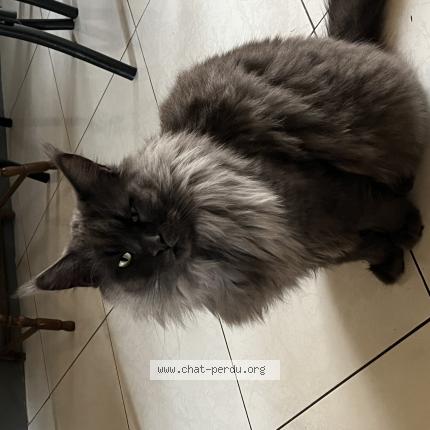 Photo 2/2 Silver Chat lost in Arpajon