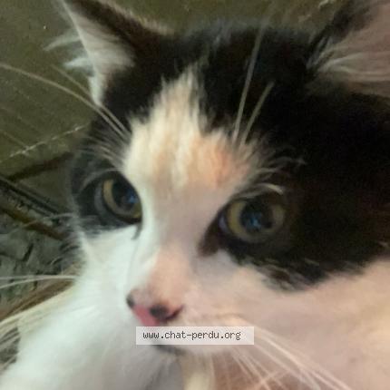 Photo 1/2 Bueno Chat lost in Sarcelles