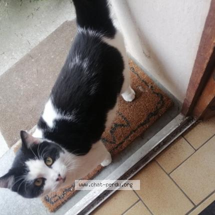 Photo 2/2 Bueno Chat lost in Sarcelles