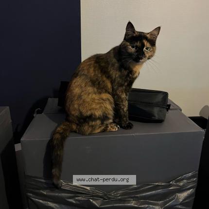 Photo 1/1 Pepite Chat lost in Dijon