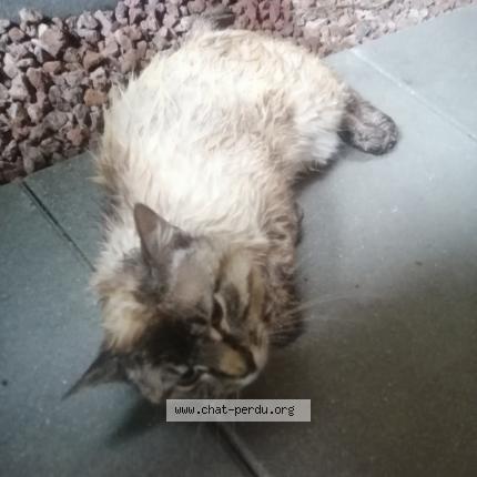 Photo 1/1 Found cat Found in Benesse maremne
