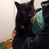 Picture of cat found at Pau