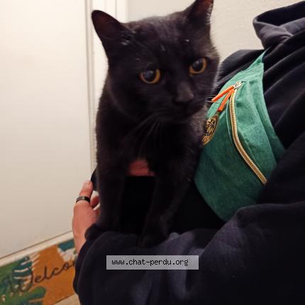 Photo 1/1 Found cat Found in Pau