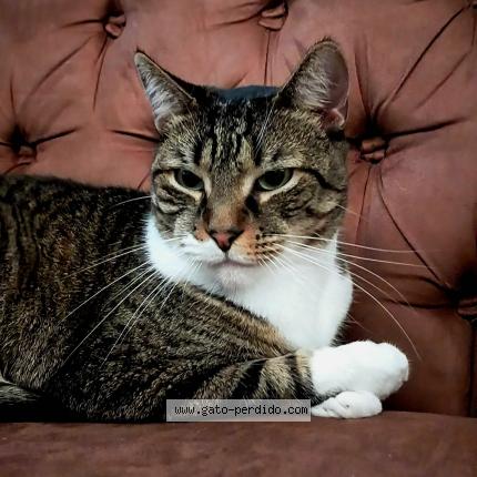 Photo 1/1 Mochi Chat lost in Paraiso