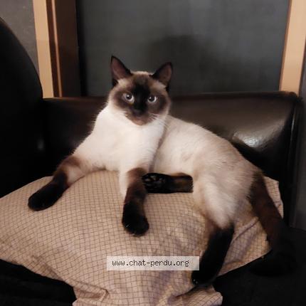 Photo 1/1 Mia Chat lost in Woippy