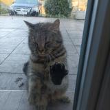 Picture of cat found at La Chapelle Heulin