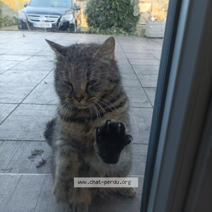 Photo 1/1 Found cat Found in La chapelle heulin