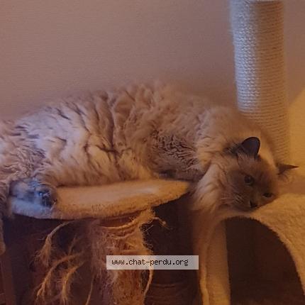 Photo 1/1 Zapato Chat lost in Medan