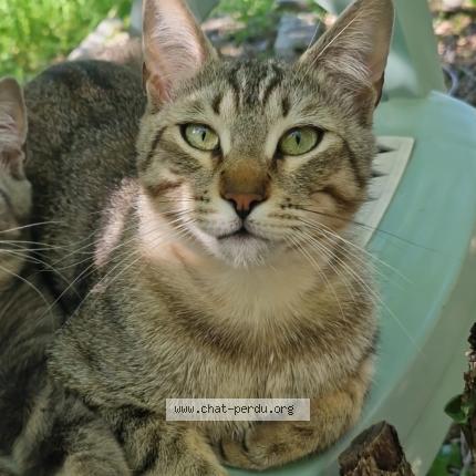 Photo 1/1 Valefore Chat lost in Frejus