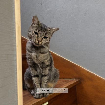 Photo 1/1 Kitty Chat lost in Querqueville