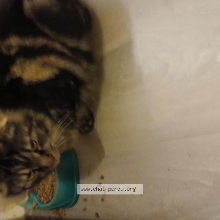 Photo 1/1 Helmut Chat lost in Guipavas