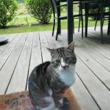 Picture of cat found at Saint Servais