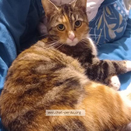 Photo 1/1 biscote Chat lost in Croix 59170