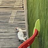 Picture of cat found at Nezignan L Eveque