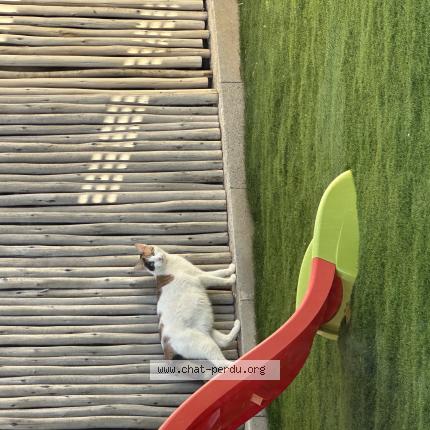 Photo 1/1 Found cat Found in Nezignan l eveque