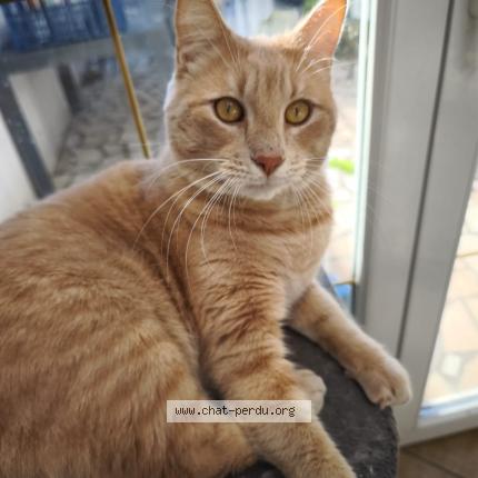 Photo 1/1 Tokyo Chat lost in Calais