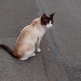Picture of cat found at Abbeville