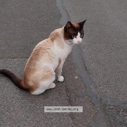 Photo 1/1 Found cat Found in Abbeville