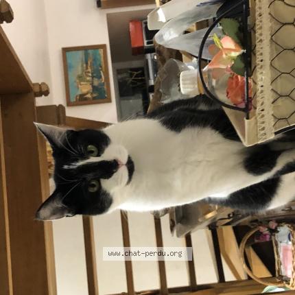 Photo 1/1 Jojo Chat lost in Tessy sur vire