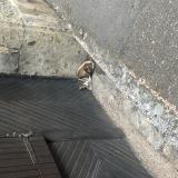 Picture of cat found at Semur En Auxois