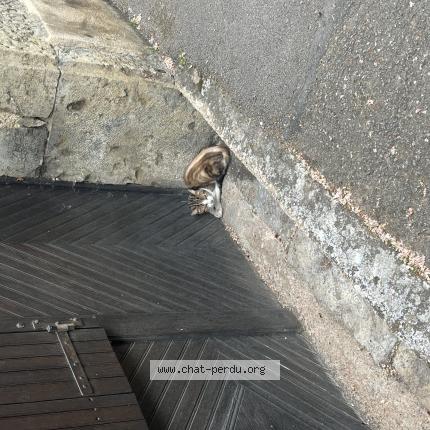 Photo 1/1 Found cat Found in Semur en auxois