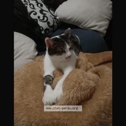 Photo 1/3 Maki Chat lost in Sainte genevieve des bois