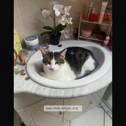 Photo 2/3 Maki Chat lost in Sainte genevieve des bois