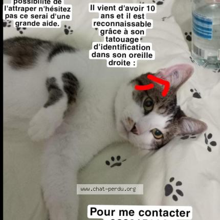 Photo 3/3 Maki Chat lost in Sainte genevieve des bois