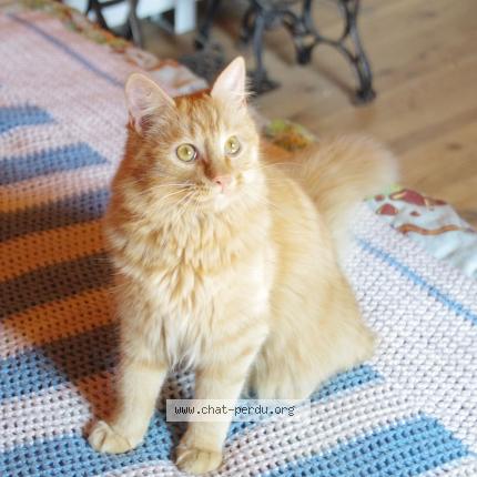 Photo 1/1 Bruno Chat lost in Roudouallec