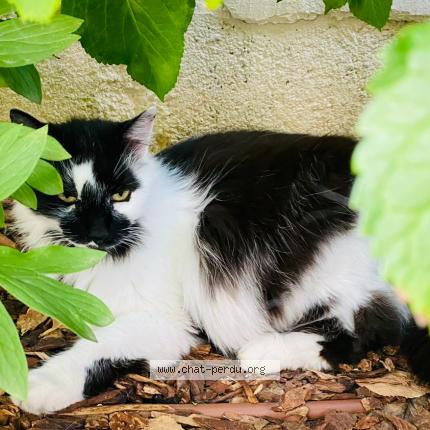 Photo 1/1 Gully Chat lost in Dijon