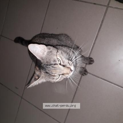 Photo 1/1 Tesla Chat lost in Saint francois