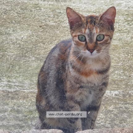 Photo 1/1 Ch&acirc;taigne Chat lost in Brives charensac