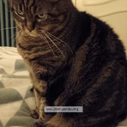 Photo 1/1 Isis Chat lost in La riche